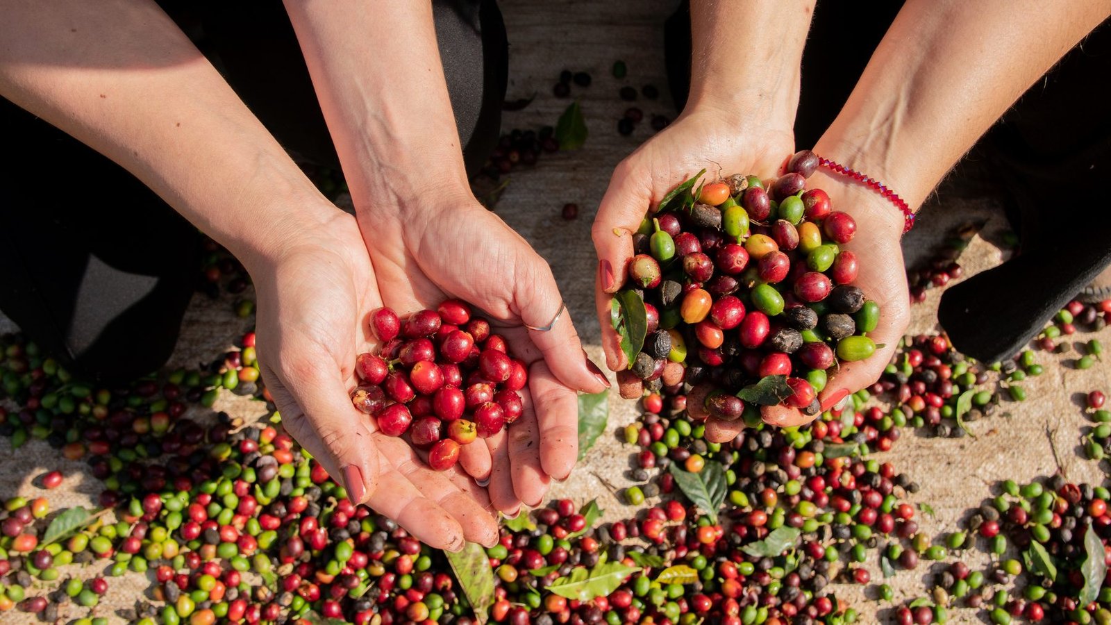Fazenda de café - cobertura agro